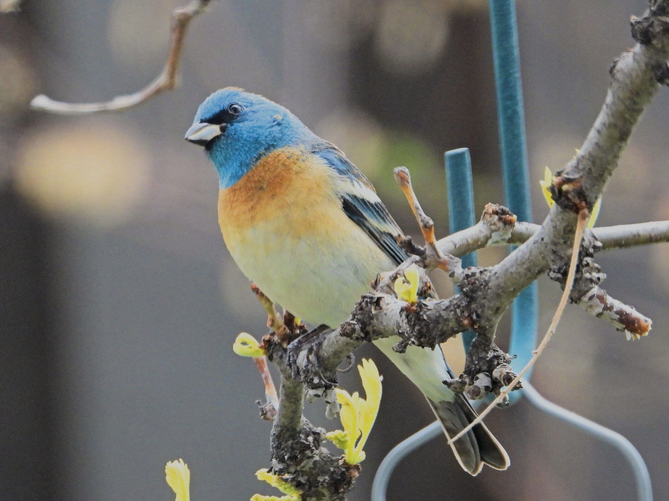 Bunting branch