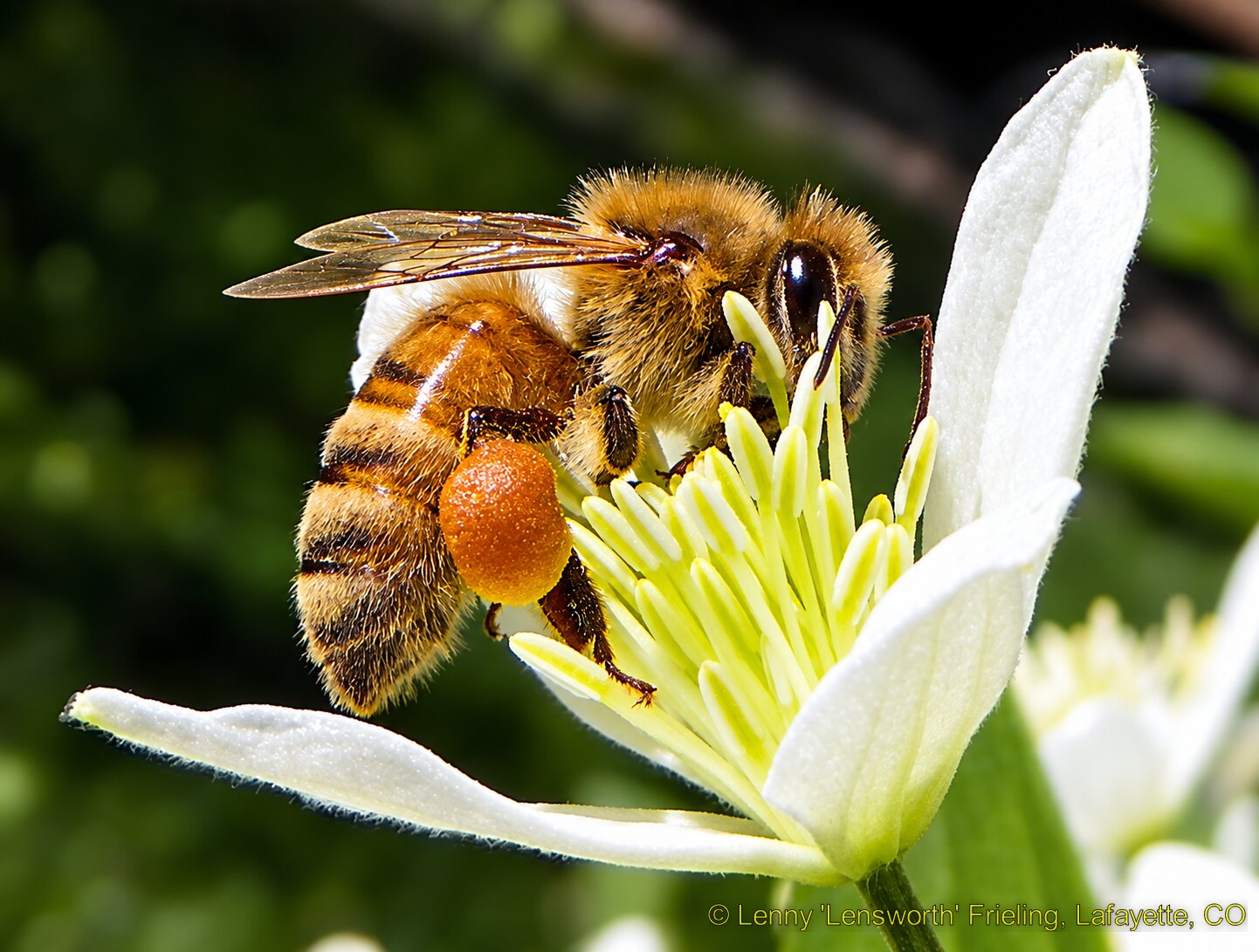 Honeybee with Pollen Close-up photograph of a honeybee loaded with orange pollen on a white blossom