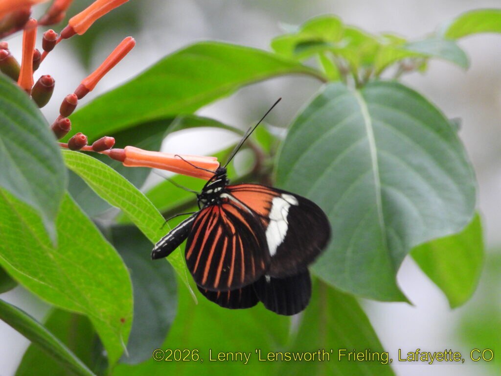 Postman Butterfly Postman butterfly with black wings banded in red-orange, resting among green leaves and orange tubular blossoms